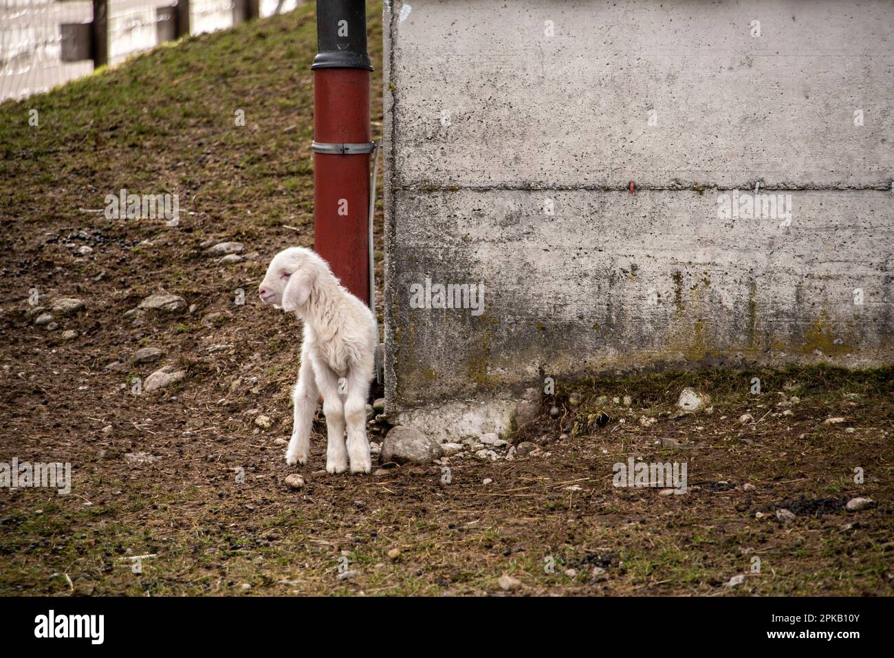 A young white lamb jumping happily around in its shed Stock Photo