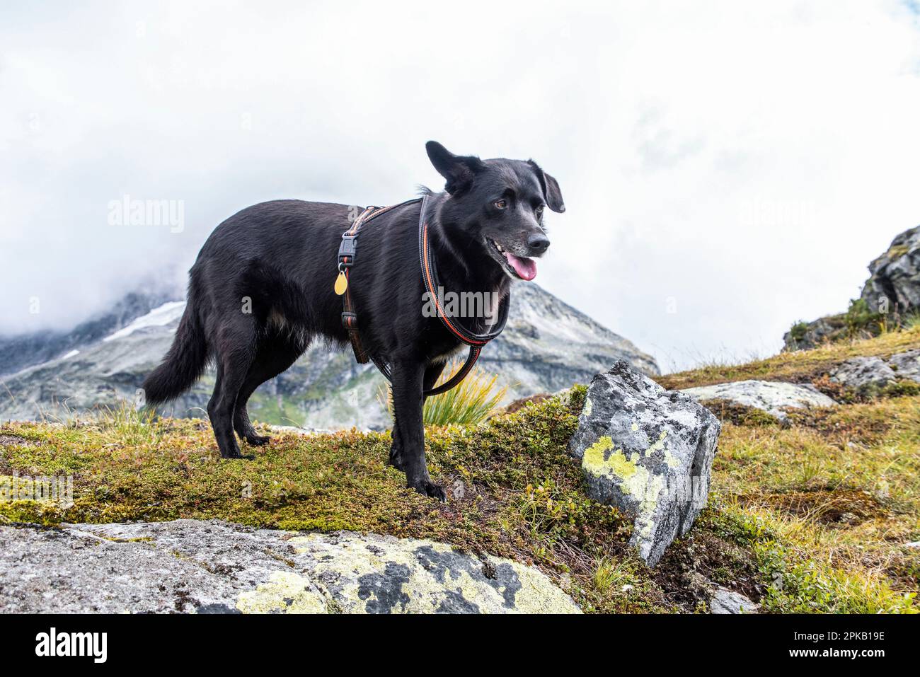 Hiking with a dog in the High Tauern National Park, Austrian alps Stock Photo Alamy