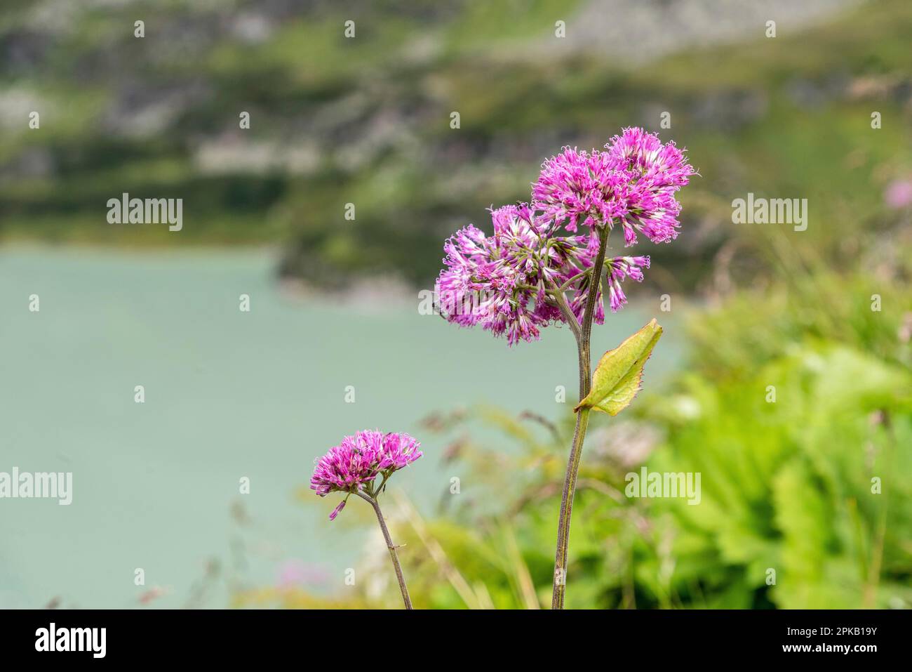 Pink blossoms of a Globe Amaranth in the High Tauern alps, Austria Stock Photo