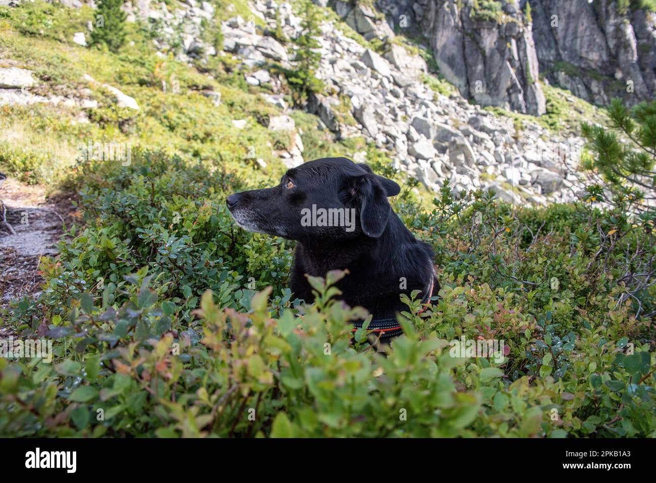 Hiking with a dog in the High Tauern National Park, Austrian alps Stock Photo Alamy