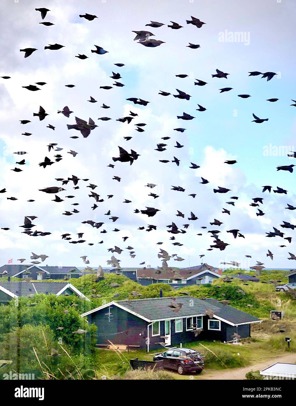 Landscape, flock of birds, Fanö, island, Denmark Stock Photo - Alamy