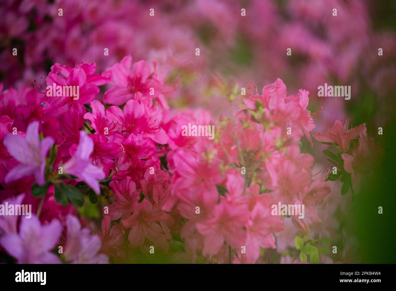 Blossom azaleas hi-res stock photography and images - Alamy