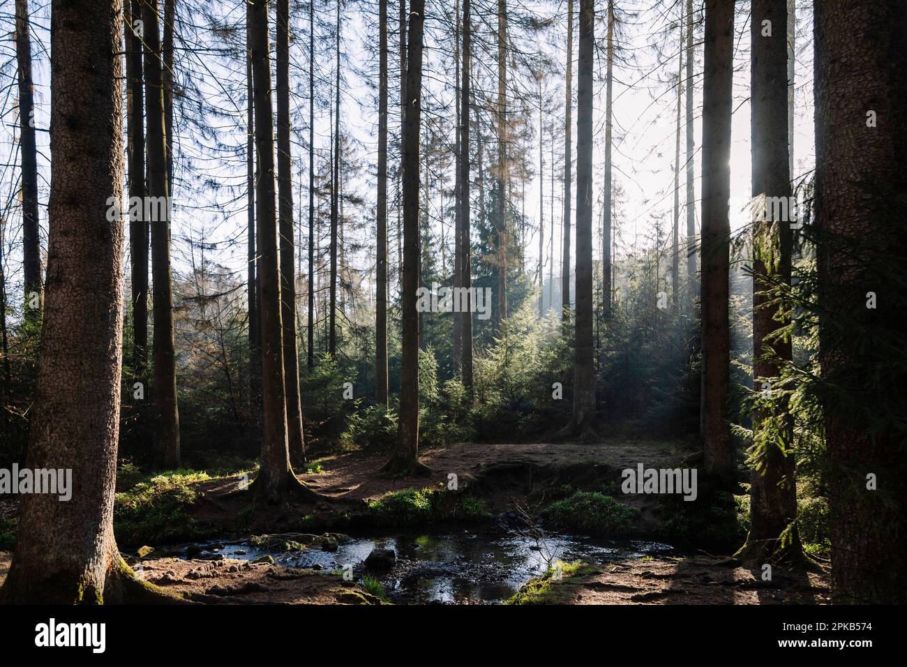 Hike in the Silberbach Valley in Horn Bad Meinberg Stock Photo Alamy