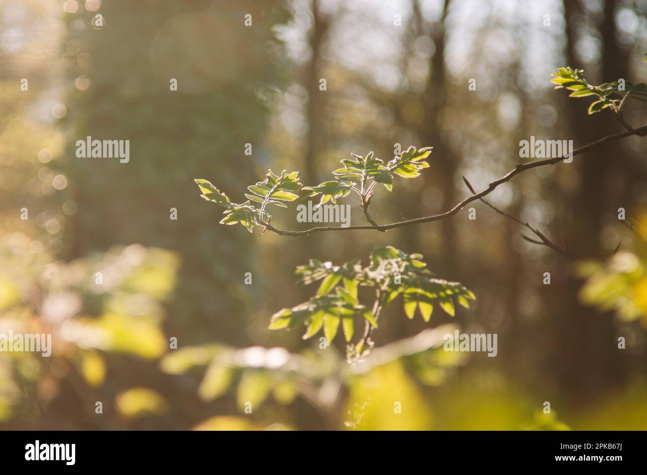 Ash In Spring European mountain ash hi-res stock photography and images - Alamy