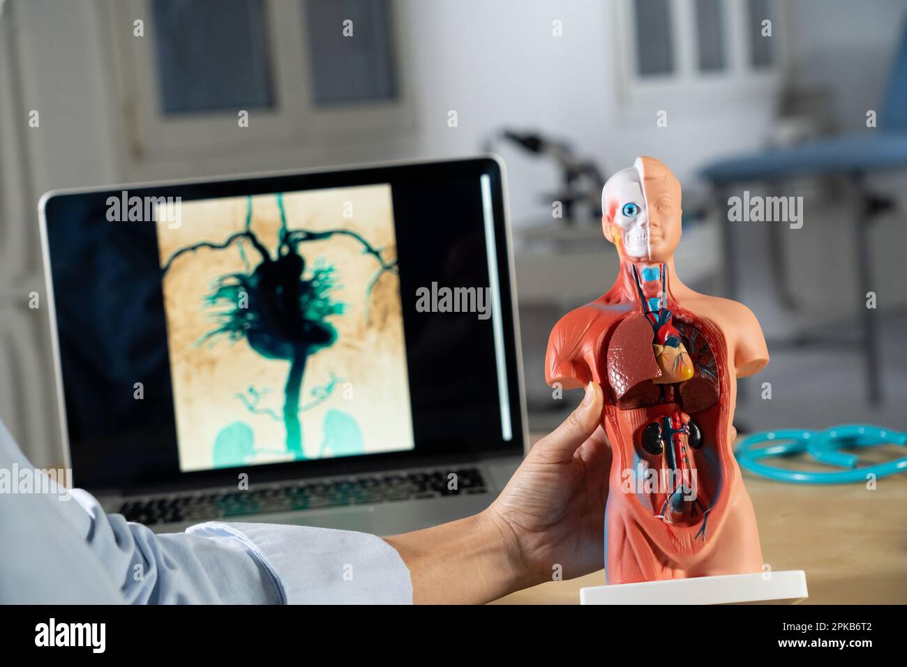 Anatomical mannequin for teaching human organs Stock Photo Alamy