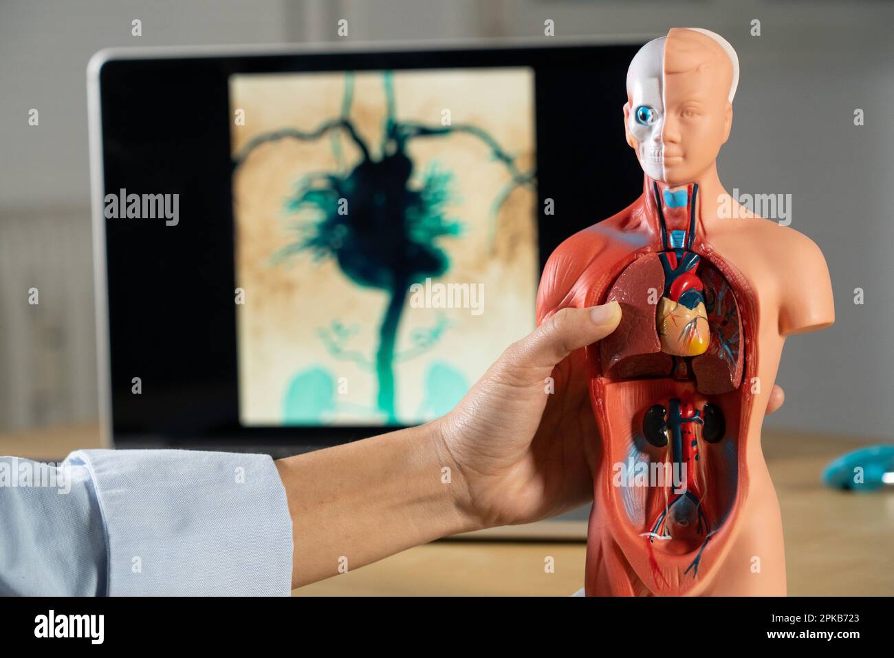 Anatomical mannequin for teaching human organs. Stock Photo