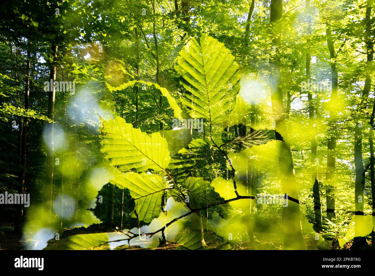 Double exposure in deciduous forest hi-res stock photography and images ...