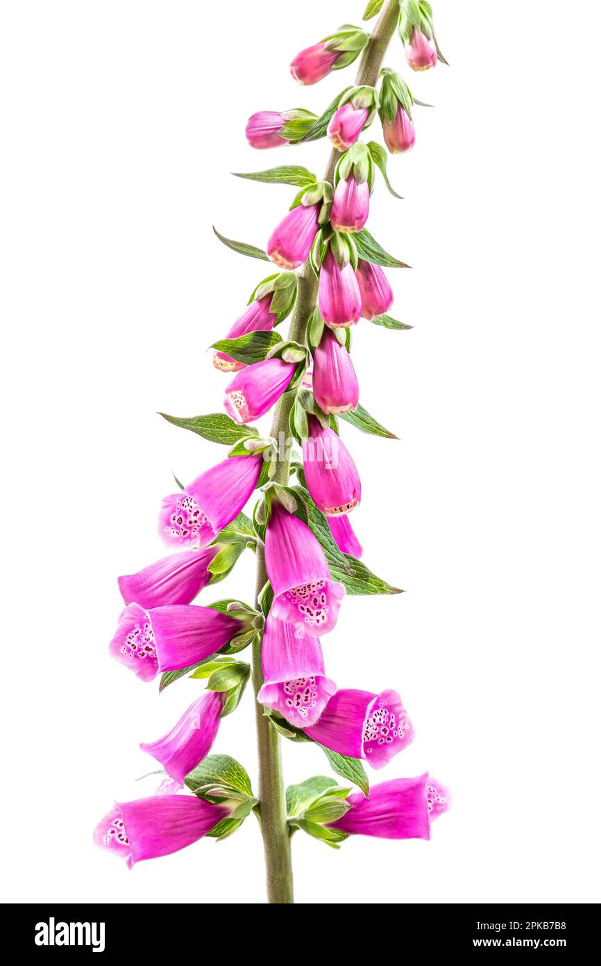 Purple Foxglove on white background cutout Stock Photo - Alamy