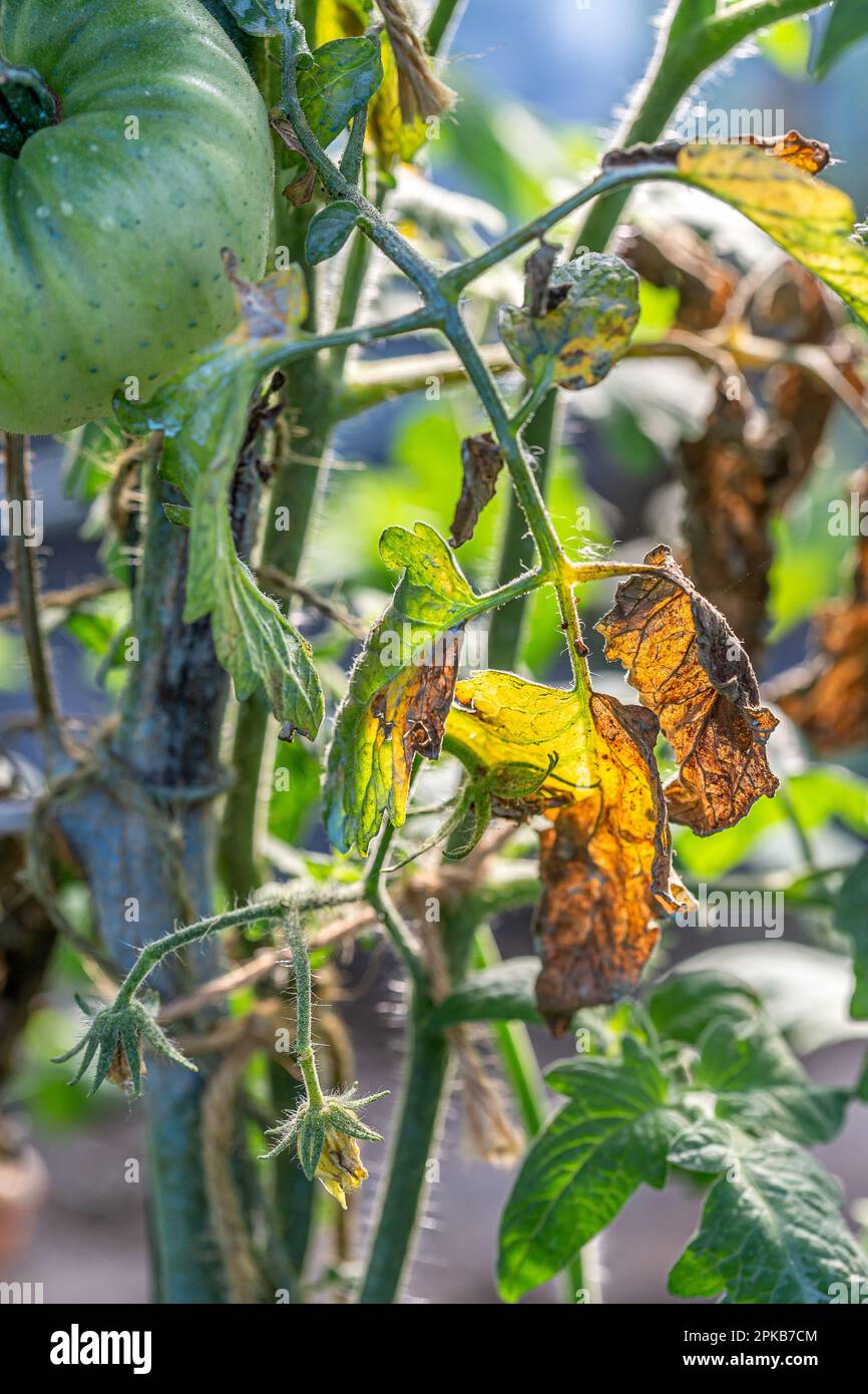 Leaves and stems of tomato plants attacked by mildew Stock Photo - Alamy