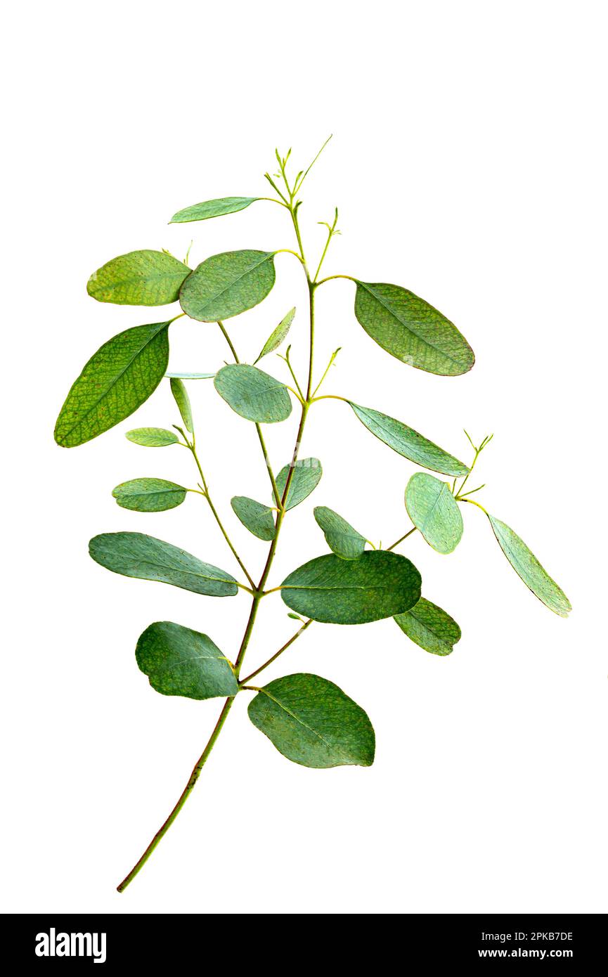 A sprig of eucalyptus parvifolia or eucalyptus parvula on a white background. Stock Photo