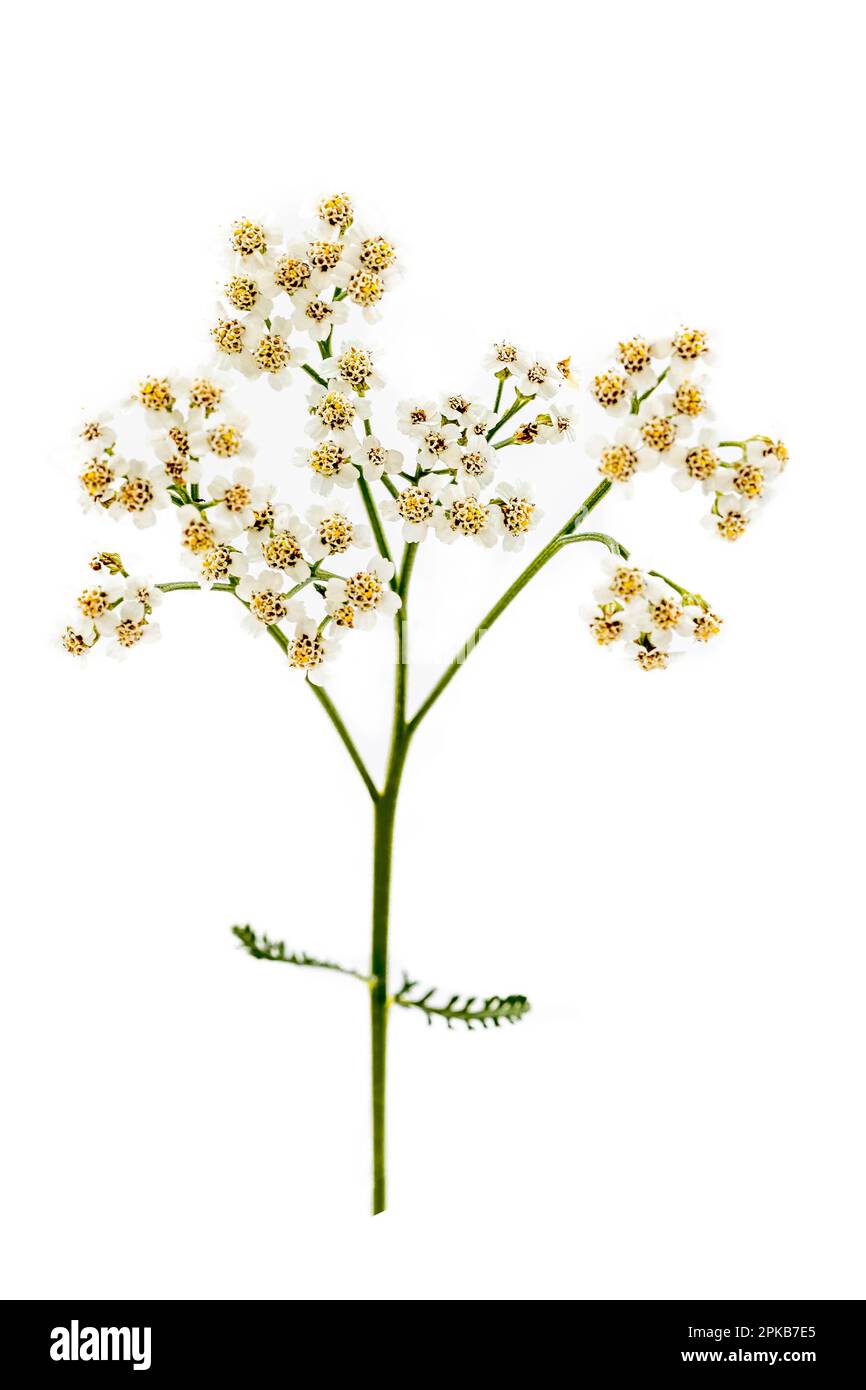 Branch of achilles millefolium (achillea millefolium) hard flowering plant cutout white background. Stock Photo