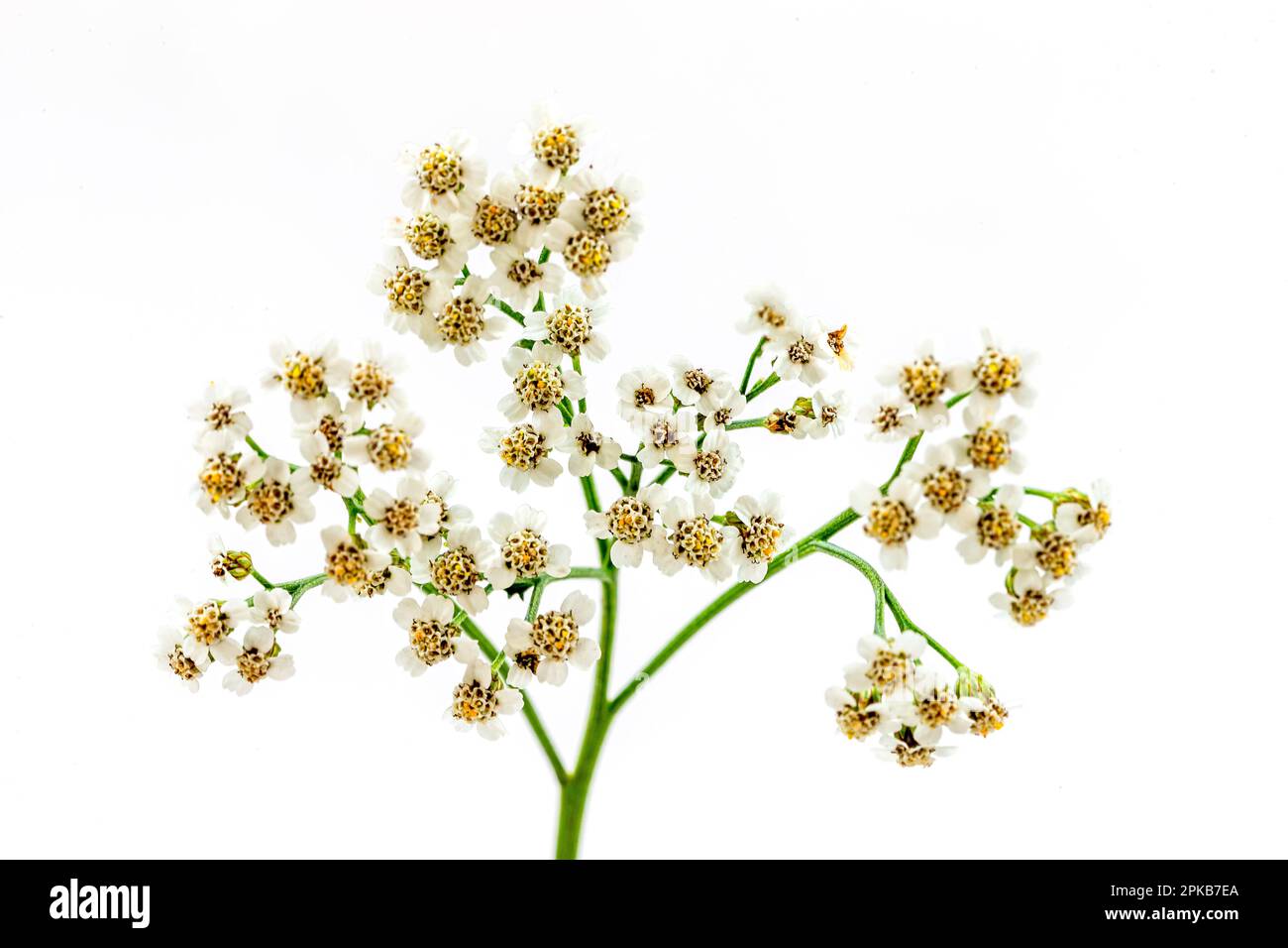 Branch of achilles millefolium (achillea millefolium) hard flowering plant cutout white background. Stock Photo