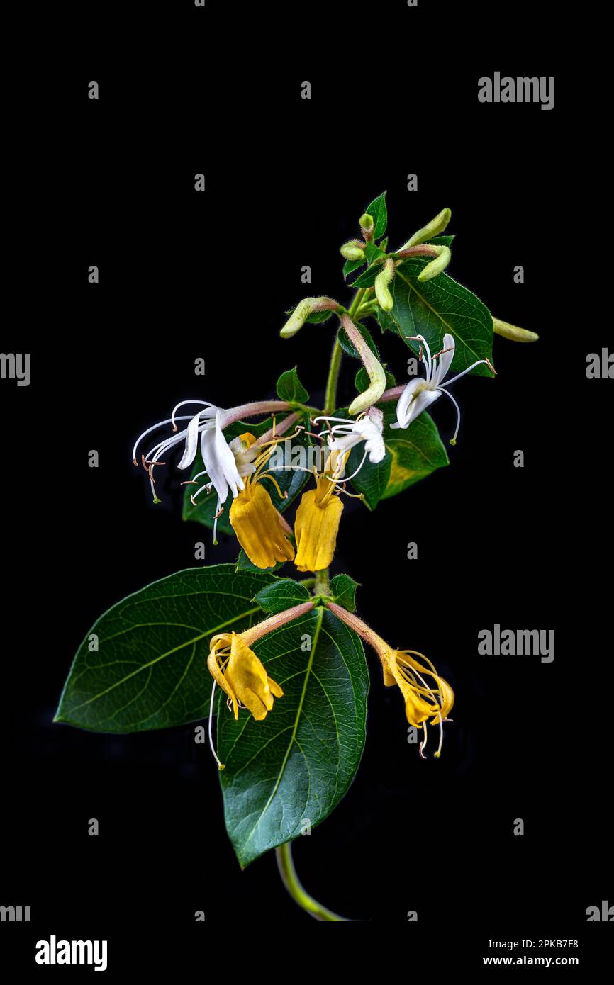 Honeysuckle (lonicera periclymenum) branch in bloom hard black