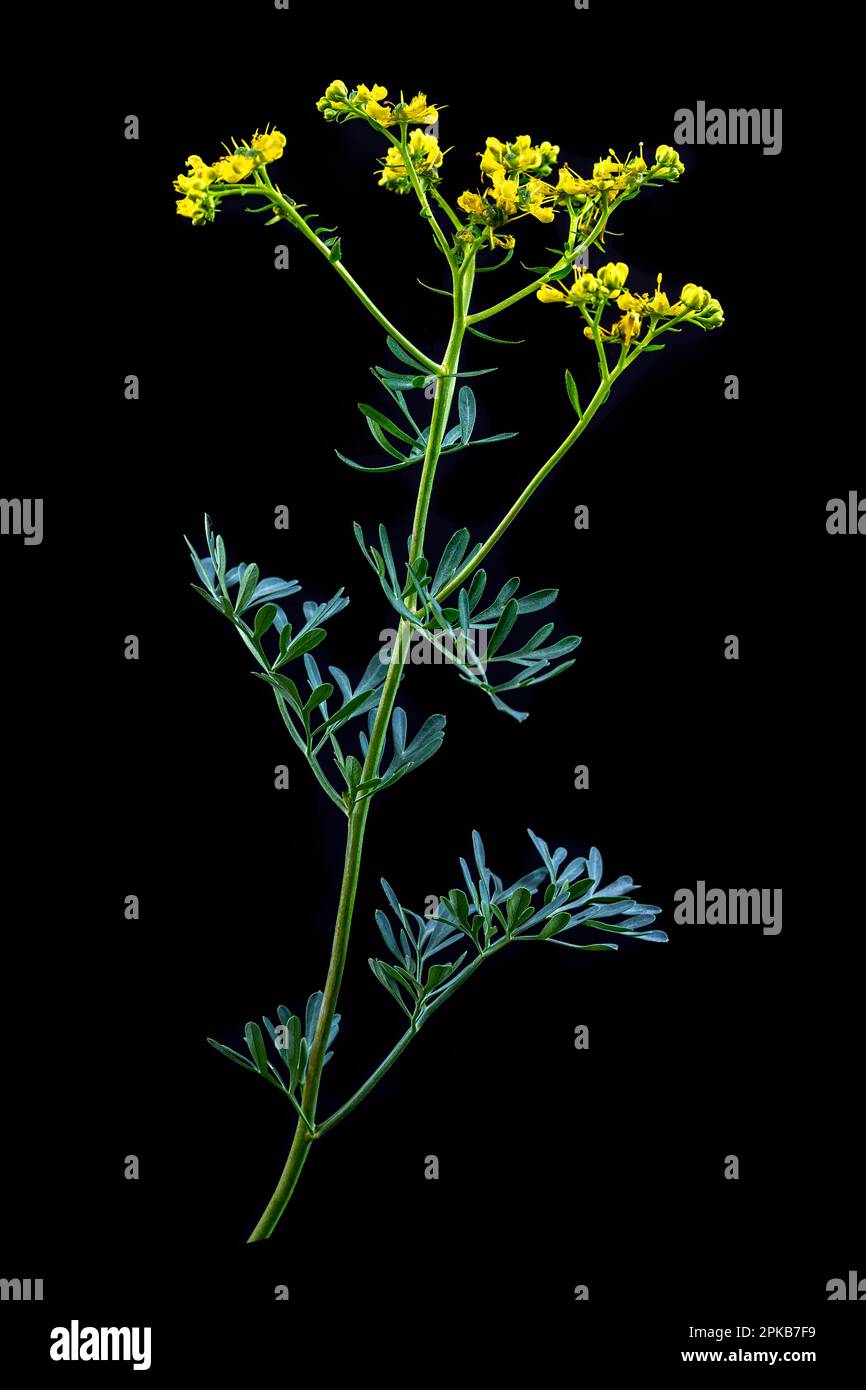 Ruta graveolens or garden street or foul street, flowering plant from white background cutout. Stock Photo