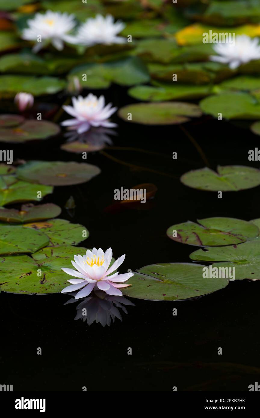 Water lilies, bright flowers and floating leaves float on the dark water of the Silver Lake near Tringenstein, Siegbach, Nature Park Lahn-Dill-Bergland, Germany, Hesse Stock Photo