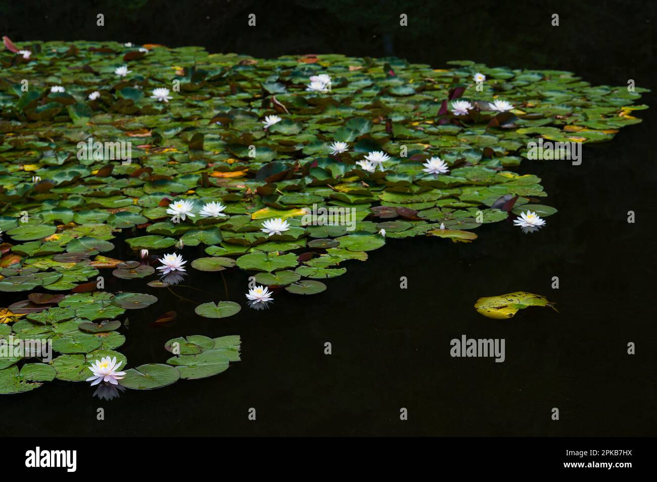 Water lilies, bright flowers and floating leaves float on the dark