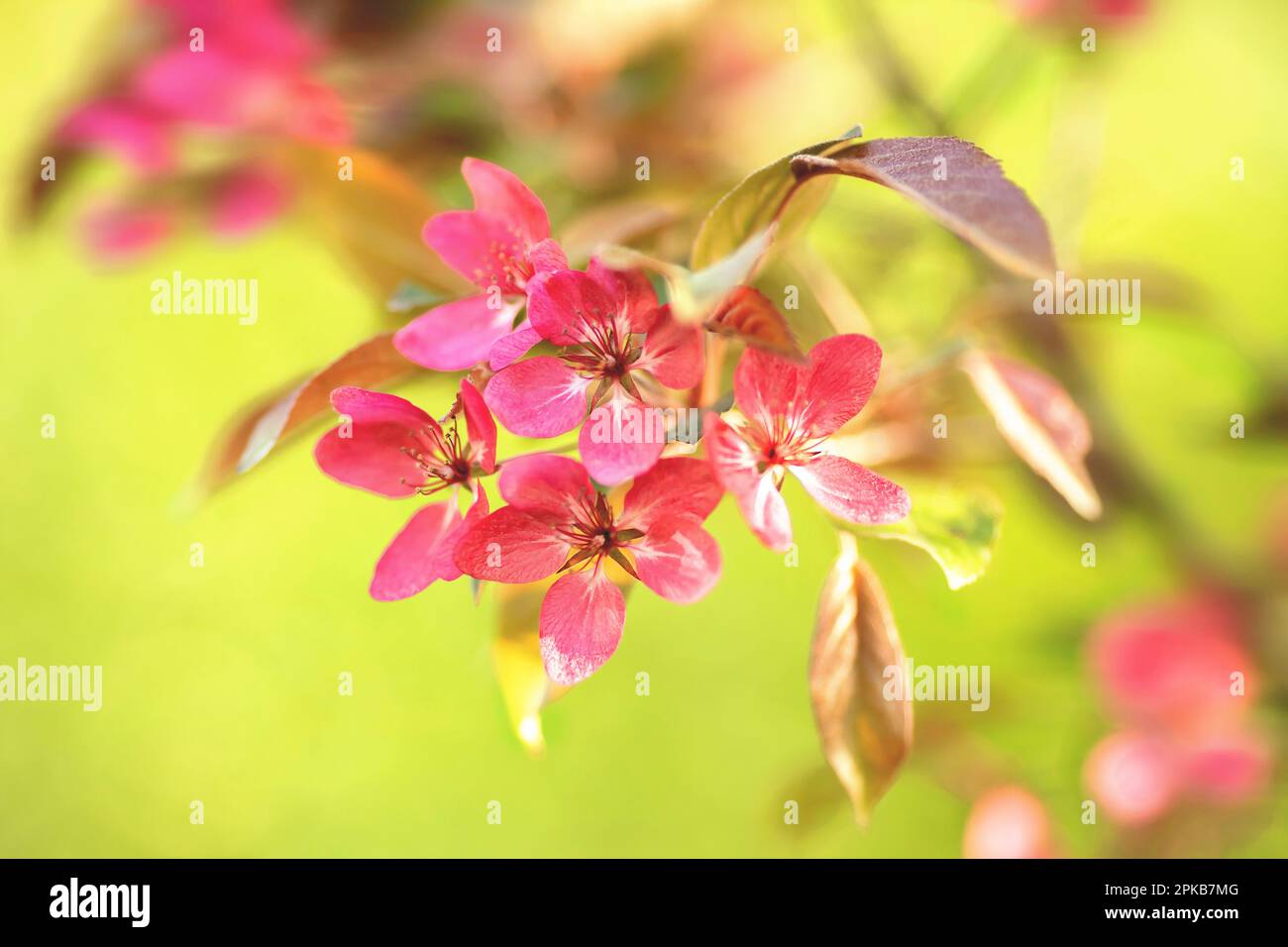 Japanese apple blossoms, Malus sieboldii, Stock Photo