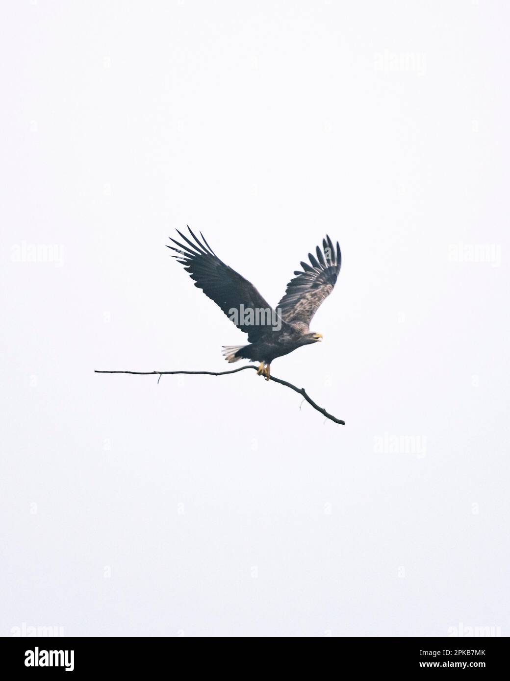 White-tailed eagle with nesting material Stock Photo - Alamy