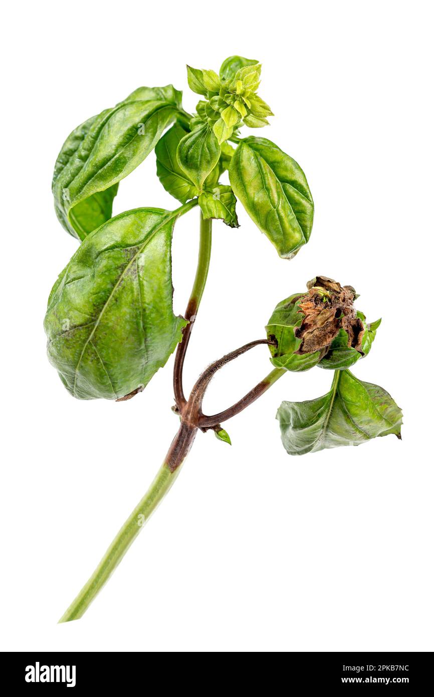 Symptoms of Botrytis cinerea : brown spots on leaves and stems of basil. Stock Photo
