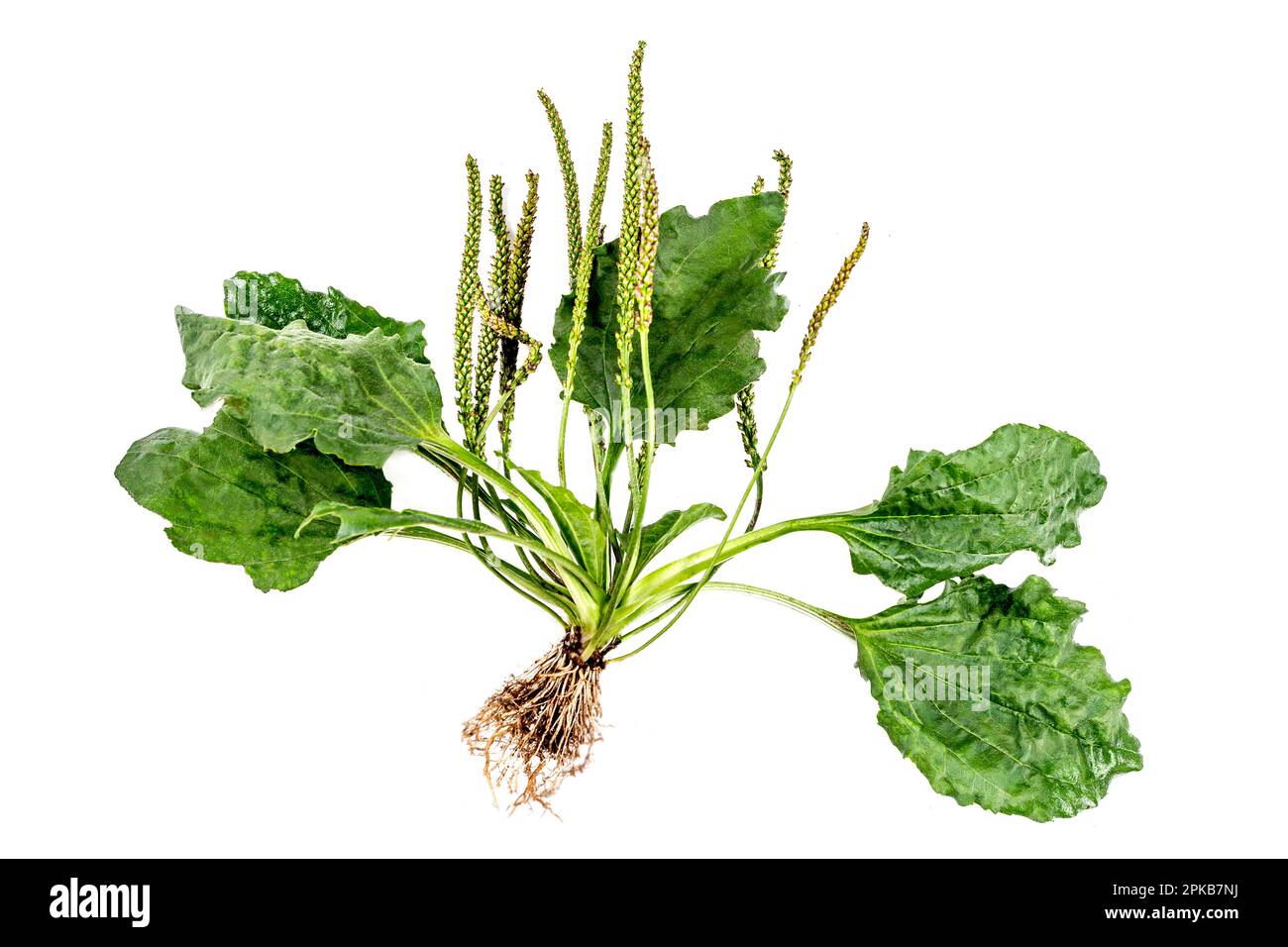 Large plantain (plantago major, plantago lanceolata) whole plant with leaves, seeds and roots, on white background. Stock Photo