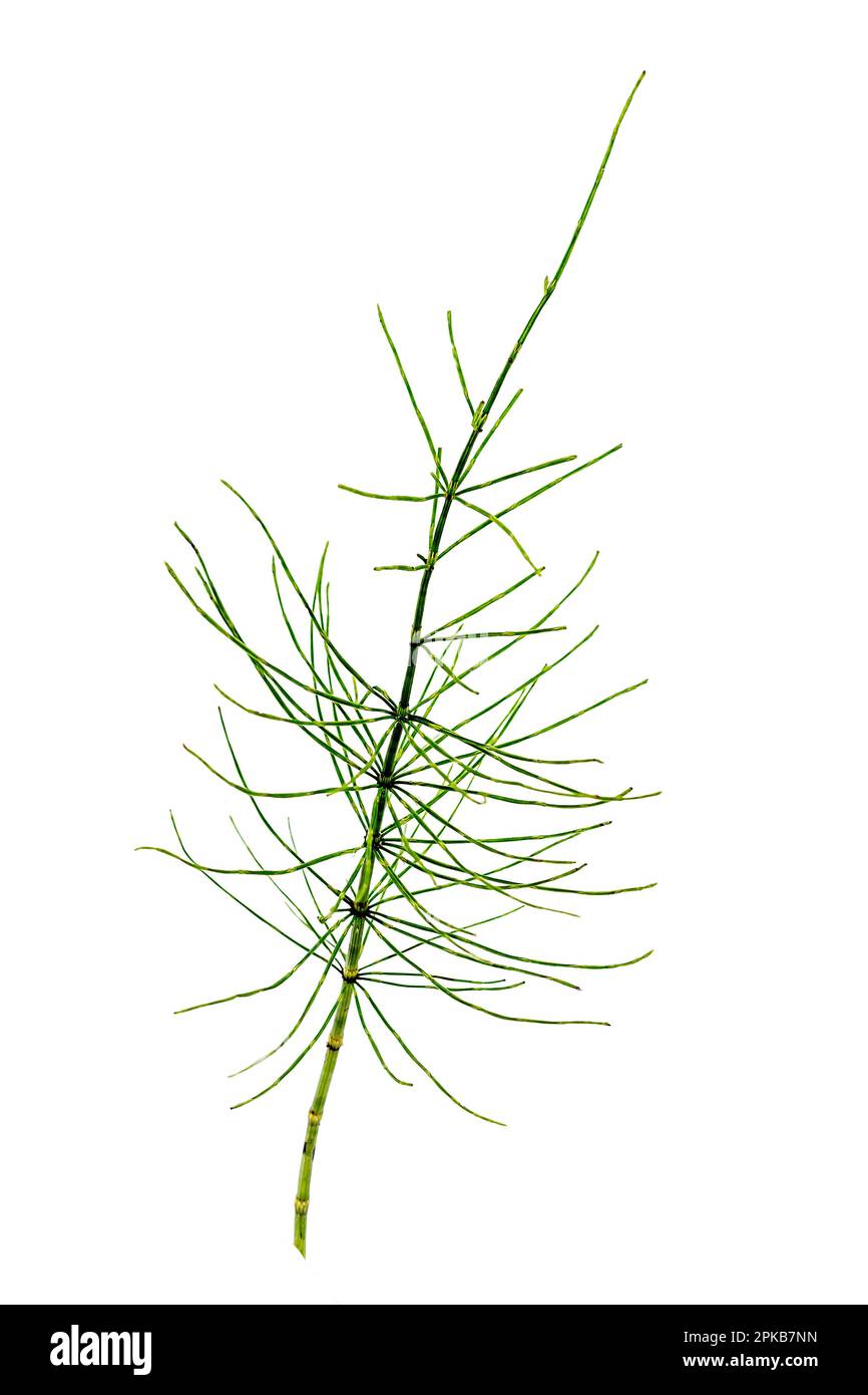 Horsetail (equisetum arvense) or field horsetail branch on white background cutout. Stock Photo