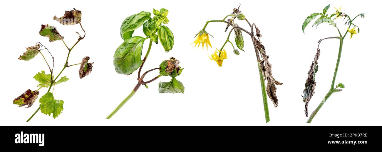 Symptoms of downy mildew disease affecting several plants in the garden : brown spots on vine leaves and stems, tomato stems, basil, eggplant. Stock Photo