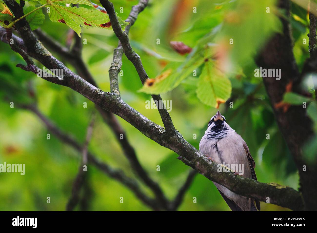 Sparrow in chestnut tree Stock Photo
