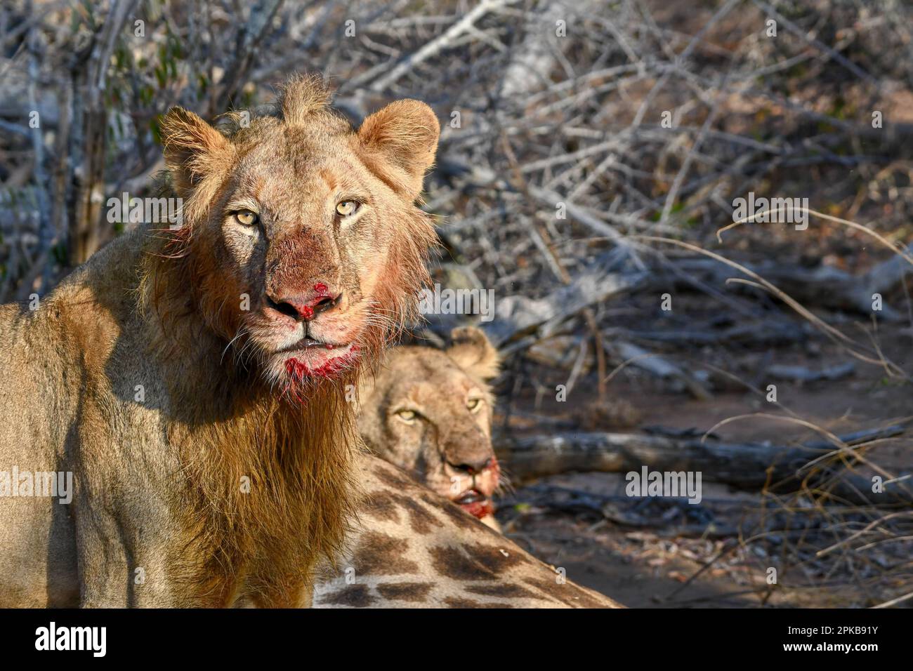 Hungry Lion looking for his next meal Stock Photo