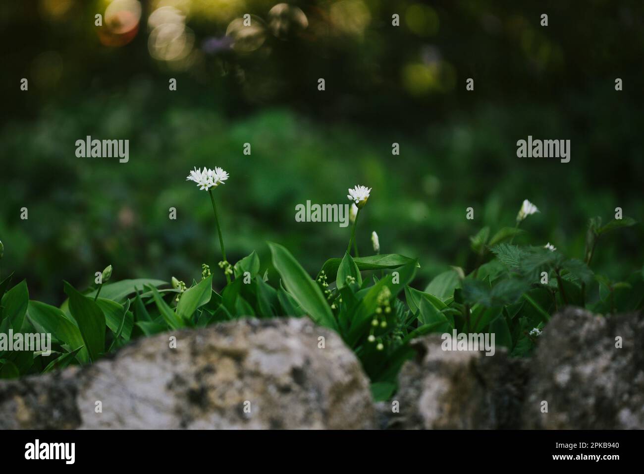 Woodruff Stock Photo