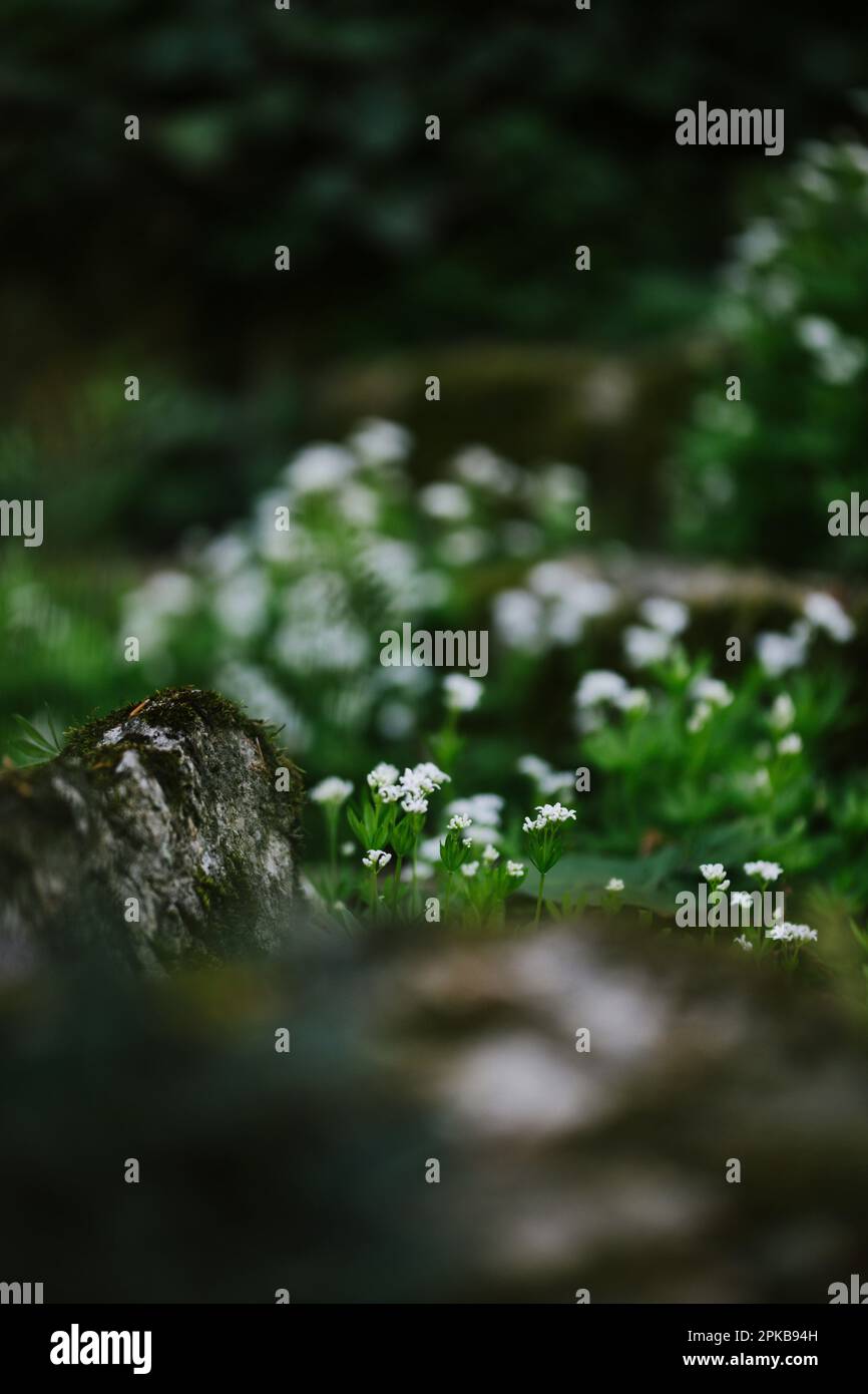 Woodruff Stock Photo