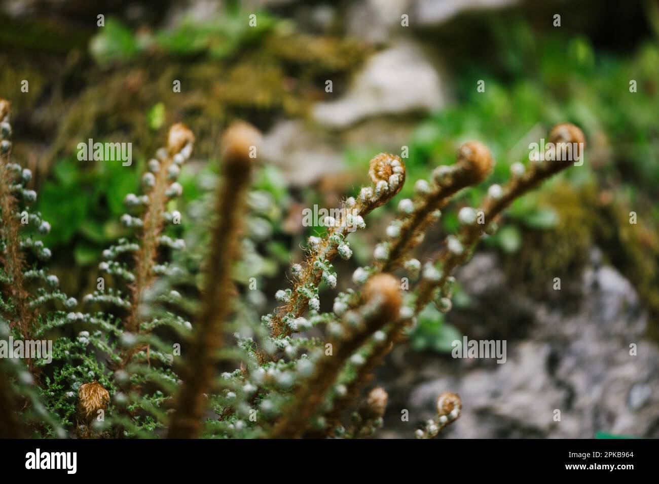 Bristly reed fern (Grannen Schildfarn) Stock Photo