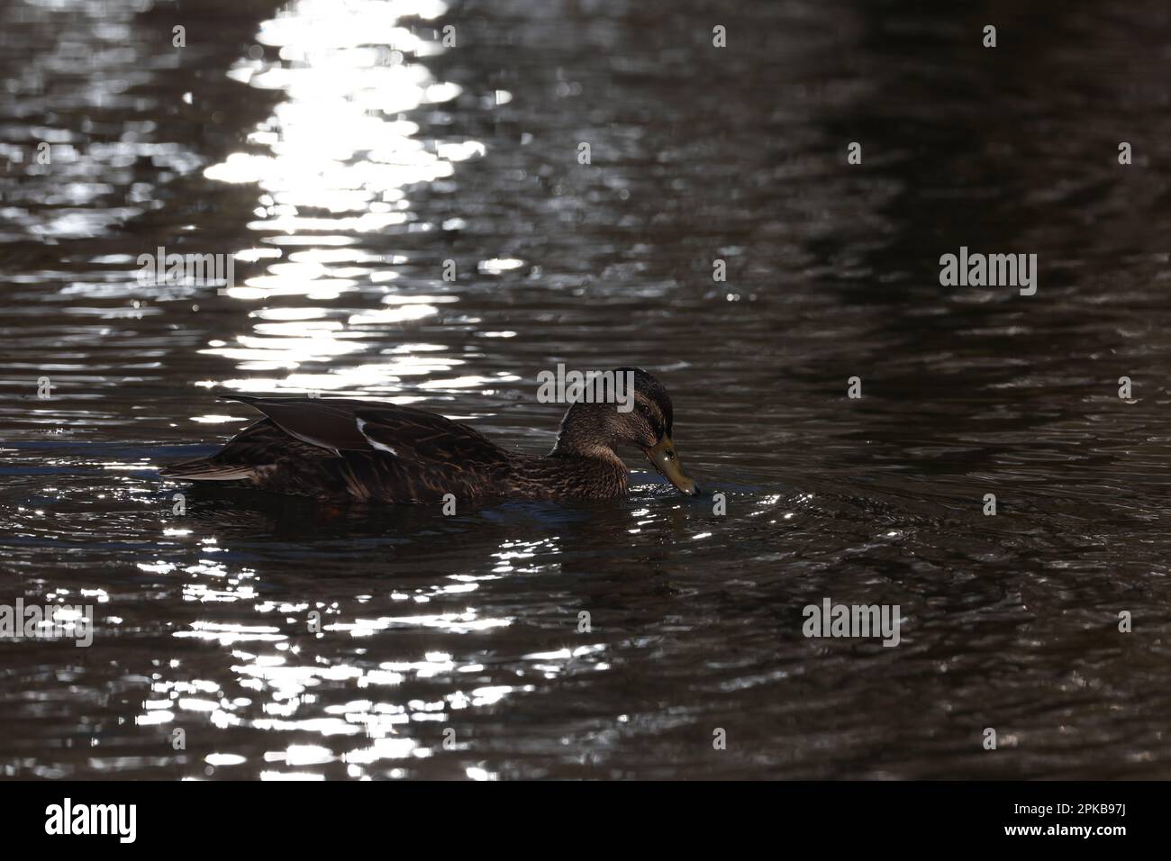 Female mallard duck in a park in Paris, Ile de France, France. Stock Photo