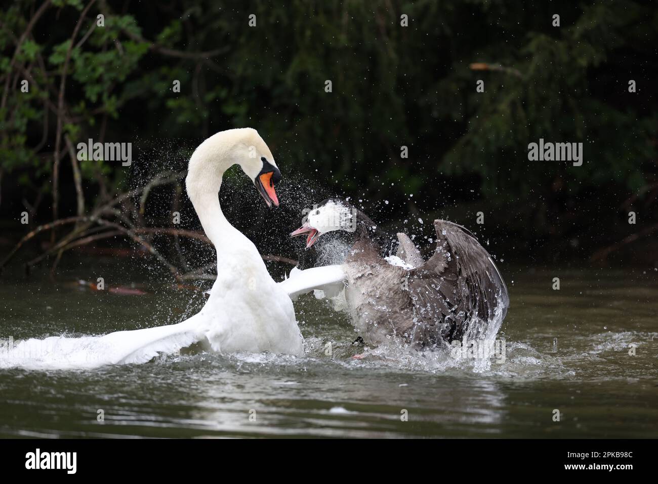 Mute swan and gander in a park in Paris, Ile de France, France. Stock Photo