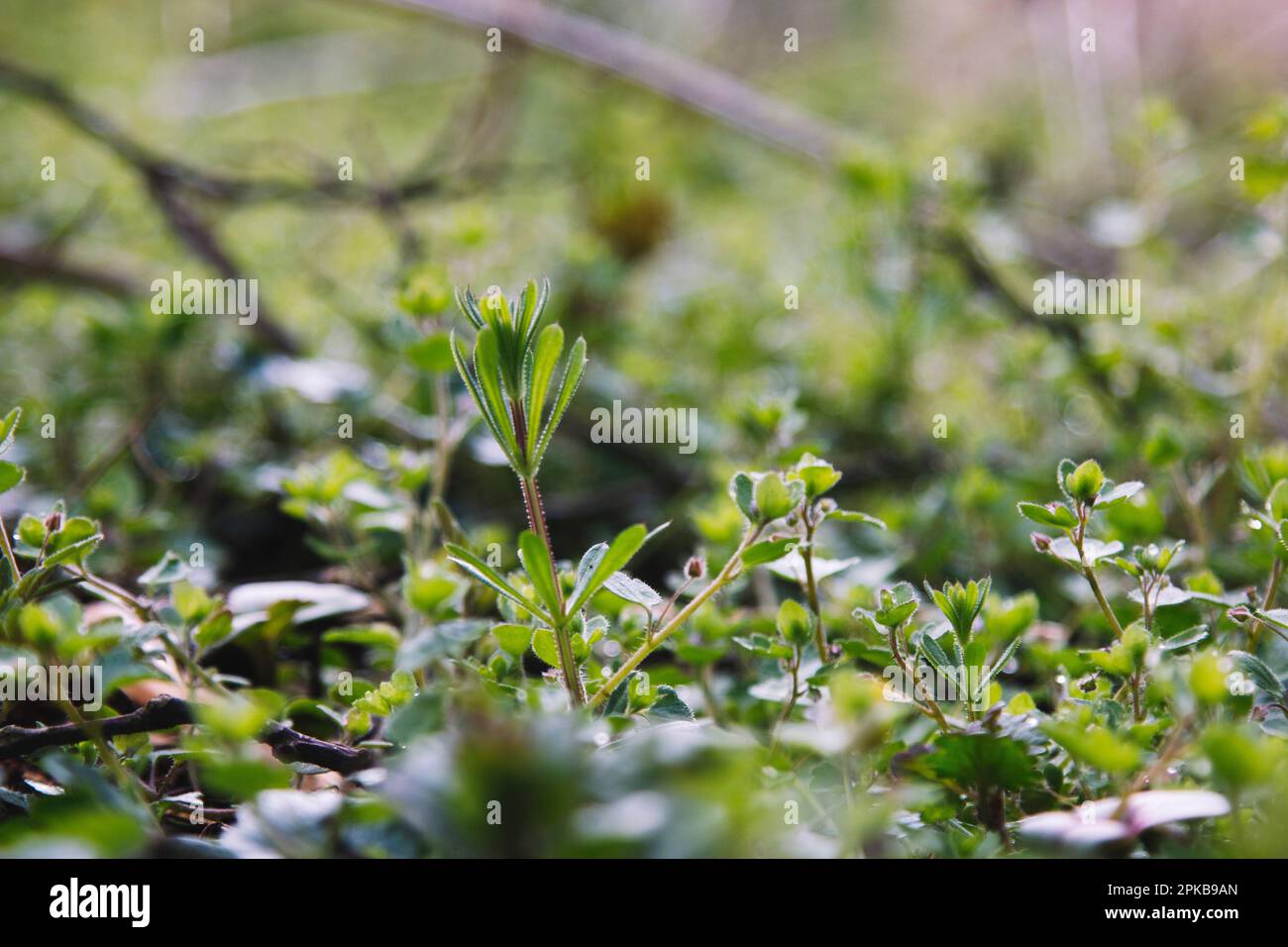 The velcro plant hi-res stock photography and images - Alamy