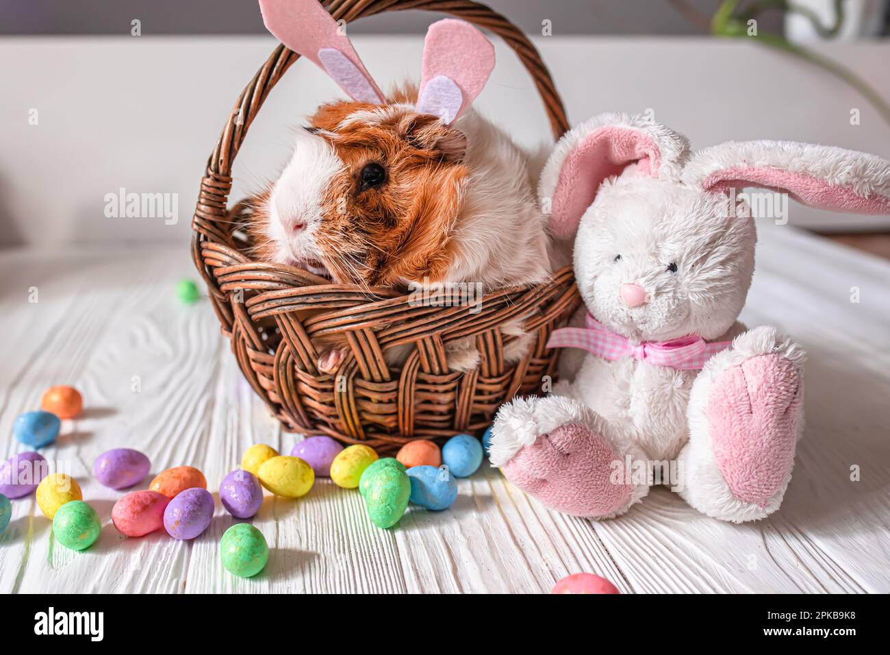 Cute guinea pig with Easter bunny ears in a wicker basket near colorful