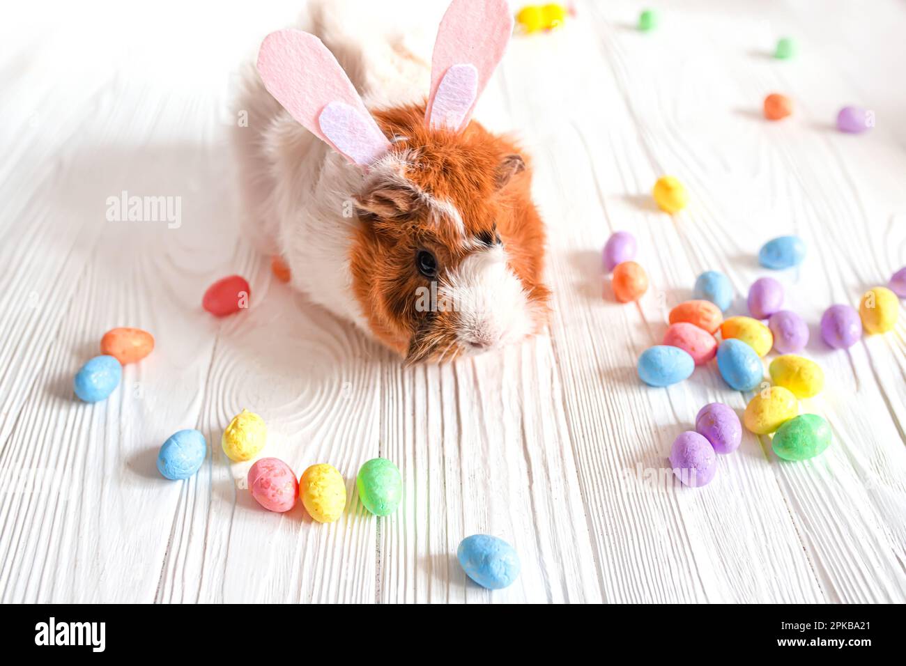Small guinea pig among Easter eggs. Easter egg Hunt. Stock Photo