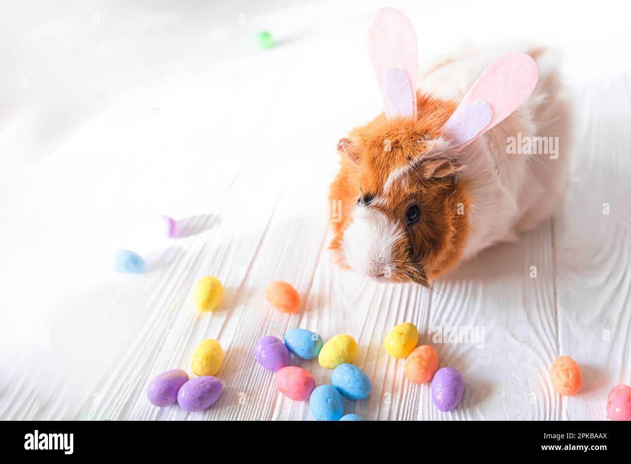 Small guinea pig among Easter eggs. Easter egg Hunt. Stock Photo