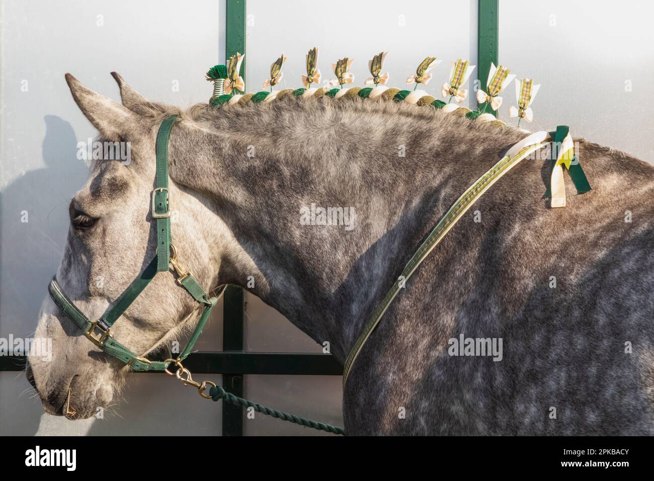England, Dorset, Shaftesbury, The Annual Wessex Heavy Horse Show and