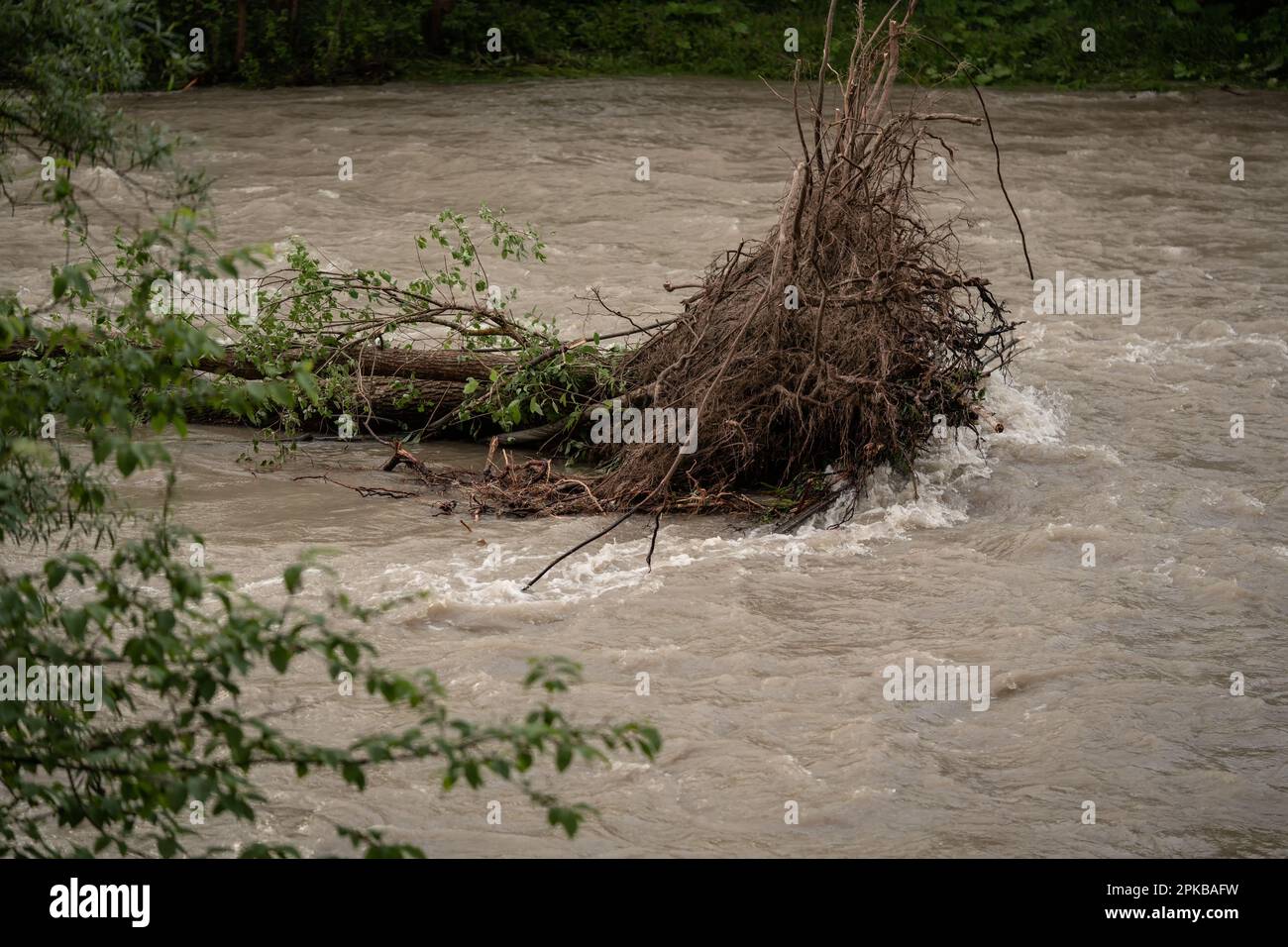 Dirty flood water flowing rapidly in river, taking some small trees with roots Stock Photo