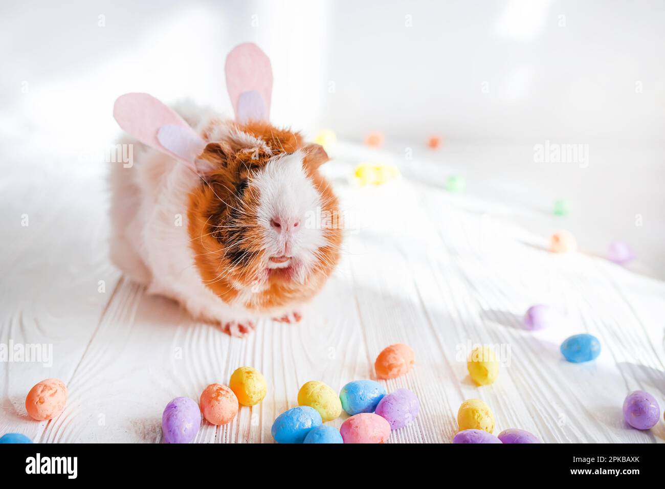 Small guinea pig among Easter eggs. Easter egg Hunt. Stock Photo