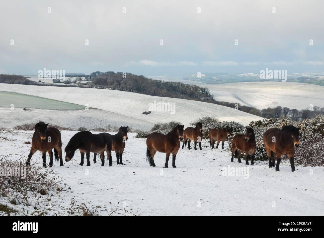 England, Dorset, Snowy Winter Scene of Fields and Ponies near The ...