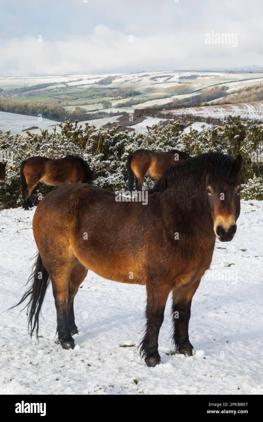 England, Dorset, Snowy Winter Scene of Fields and Ponies near The Thomas Hardy Monument Stock Photo