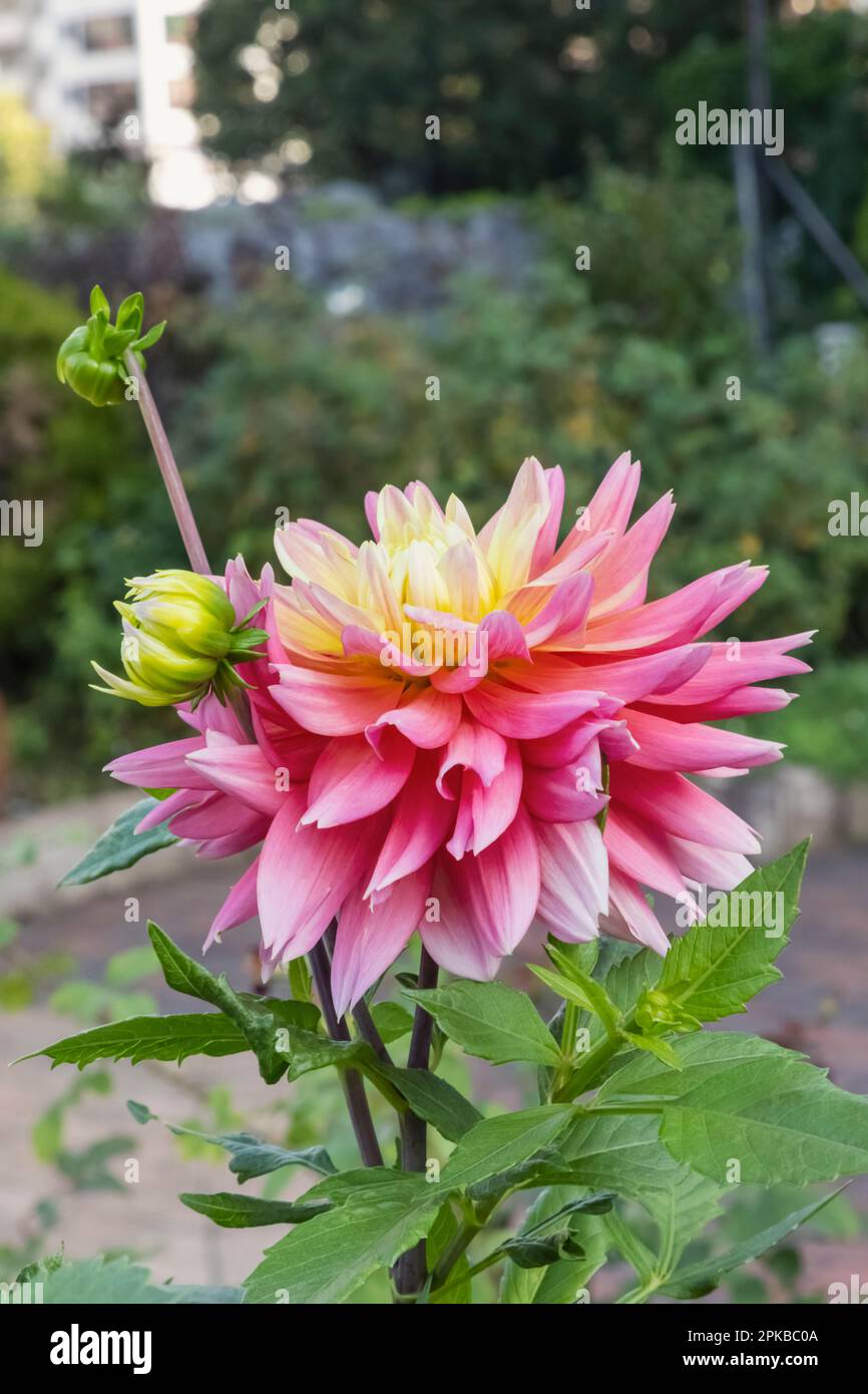 Japan, Honshu, Tokyo, Camellia Flower in Bloom Stock Photo