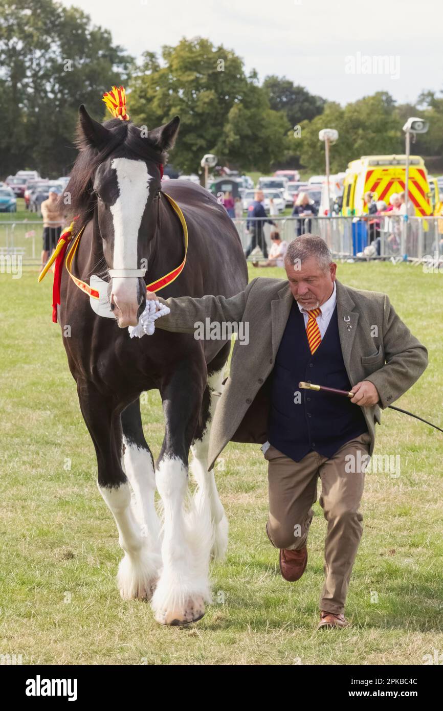 England, Dorset, Shaftesbury, The Annual Wessex Heavy Horse Show and