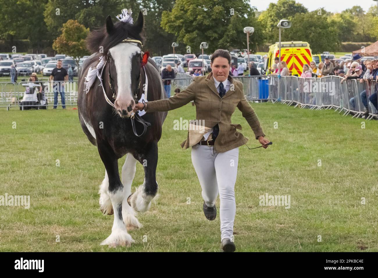 England, Dorset, Shaftesbury, The Annual Wessex Heavy Horse Show and