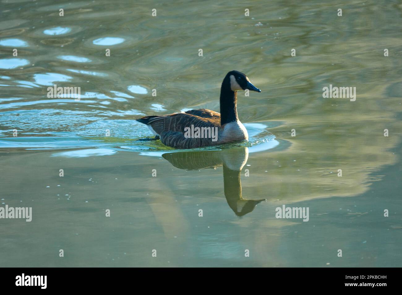 Europe, Germany, Hesse, Waldecker Land, Kellerwald-Edersee National Park, Canada Goose (Branta canadensis) swimming on the water Stock Photo