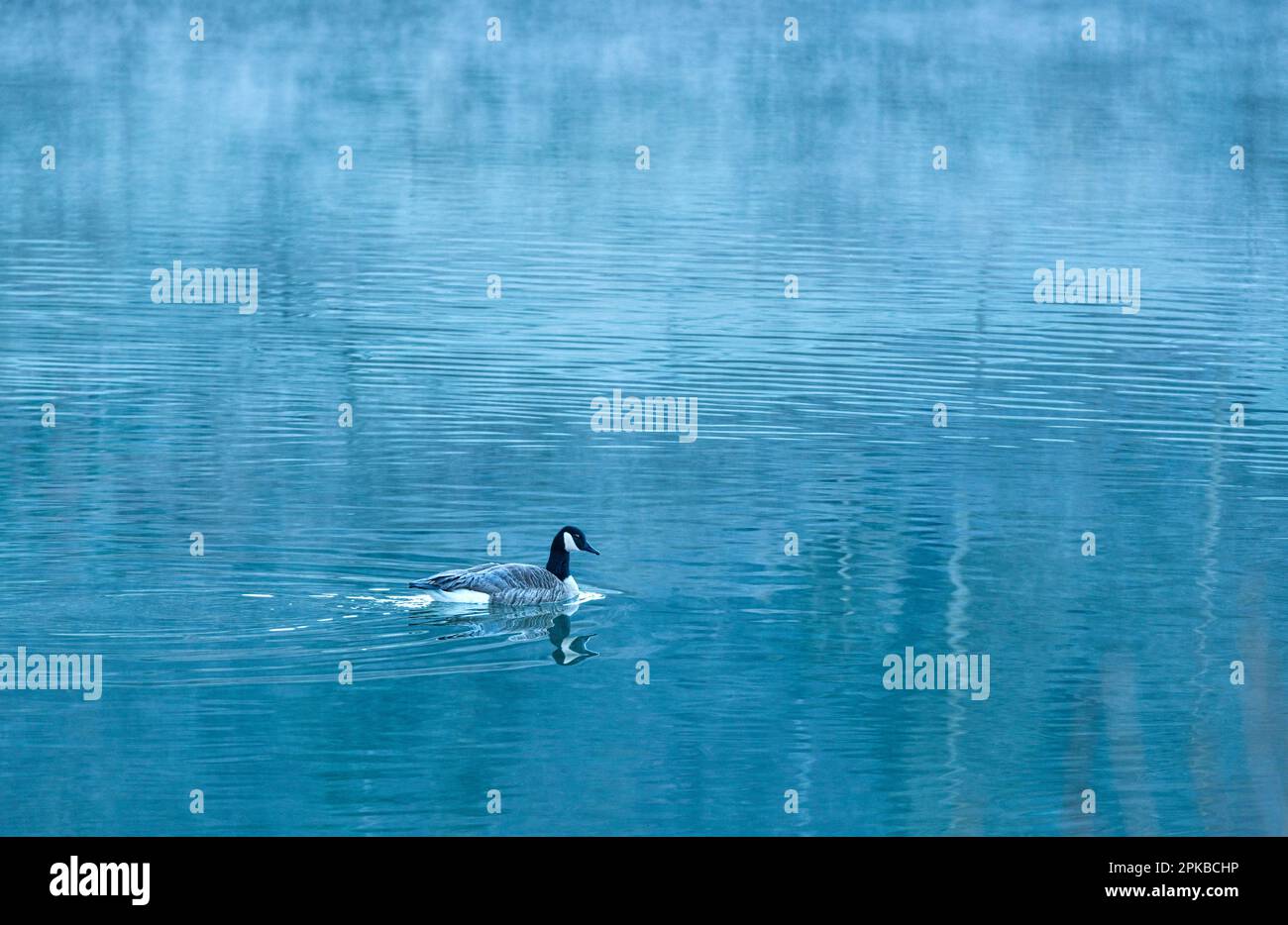 Europe, Germany, Hesse, Waldecker Land, Kellerwald-Edersee National Park, Canada Goose (Branta canadensis) swimming on the water Stock Photo