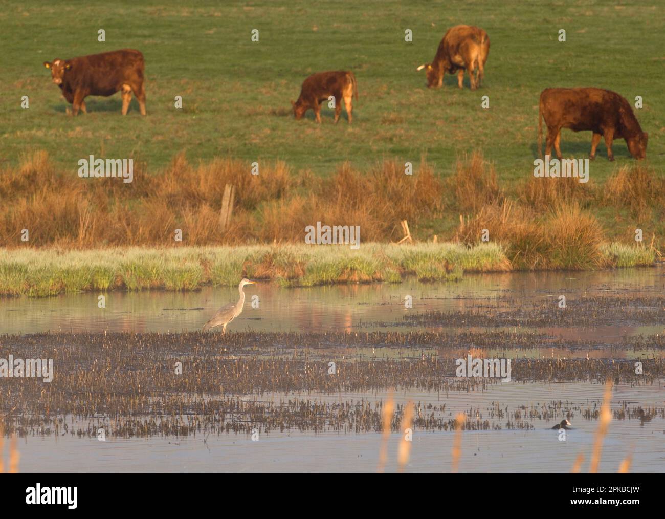 Europe, Germany, Hesse, Marburger Land, Erksdorf, Grey heron (Ardea cinerea) on cattle pasture Stock Photo