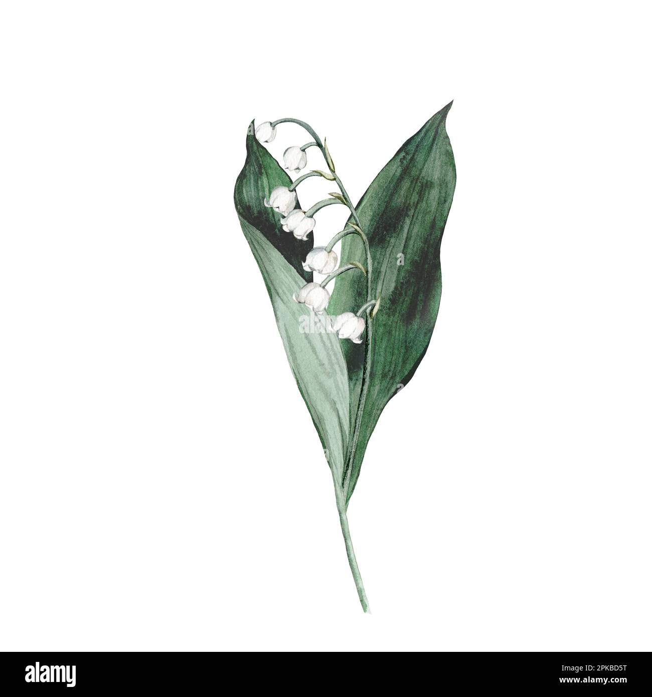 Watercolor flower arrangement with white bouquets of delicate spring 