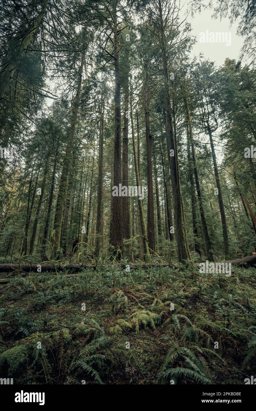 Tall trees in a lush mossy old growth forest in Oregon, Pacific